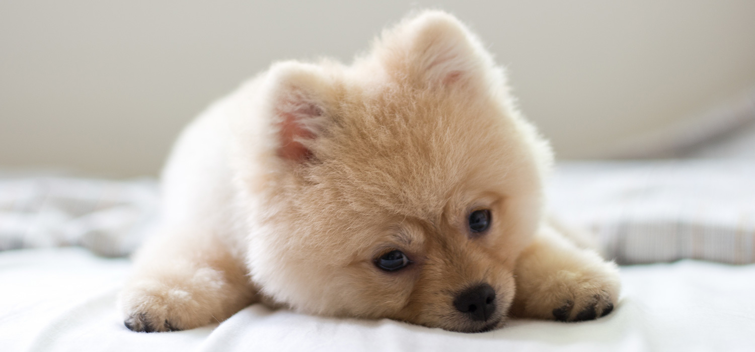 受注生産】トートバッグMサイズ 犬種シリーズ コーギー、パグ、柴犬、ペキニーズ、チワワ他 | しえるぶるー, image size:1500x700